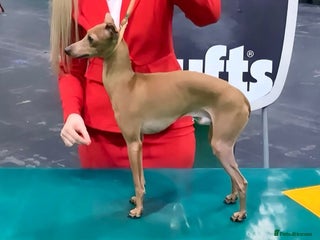 Italian Greyhound dogs in Batley - Advert 8