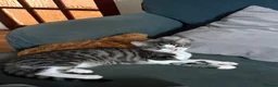 Mixed Breed cats for sale: Kittens ready to go  - Advert 10