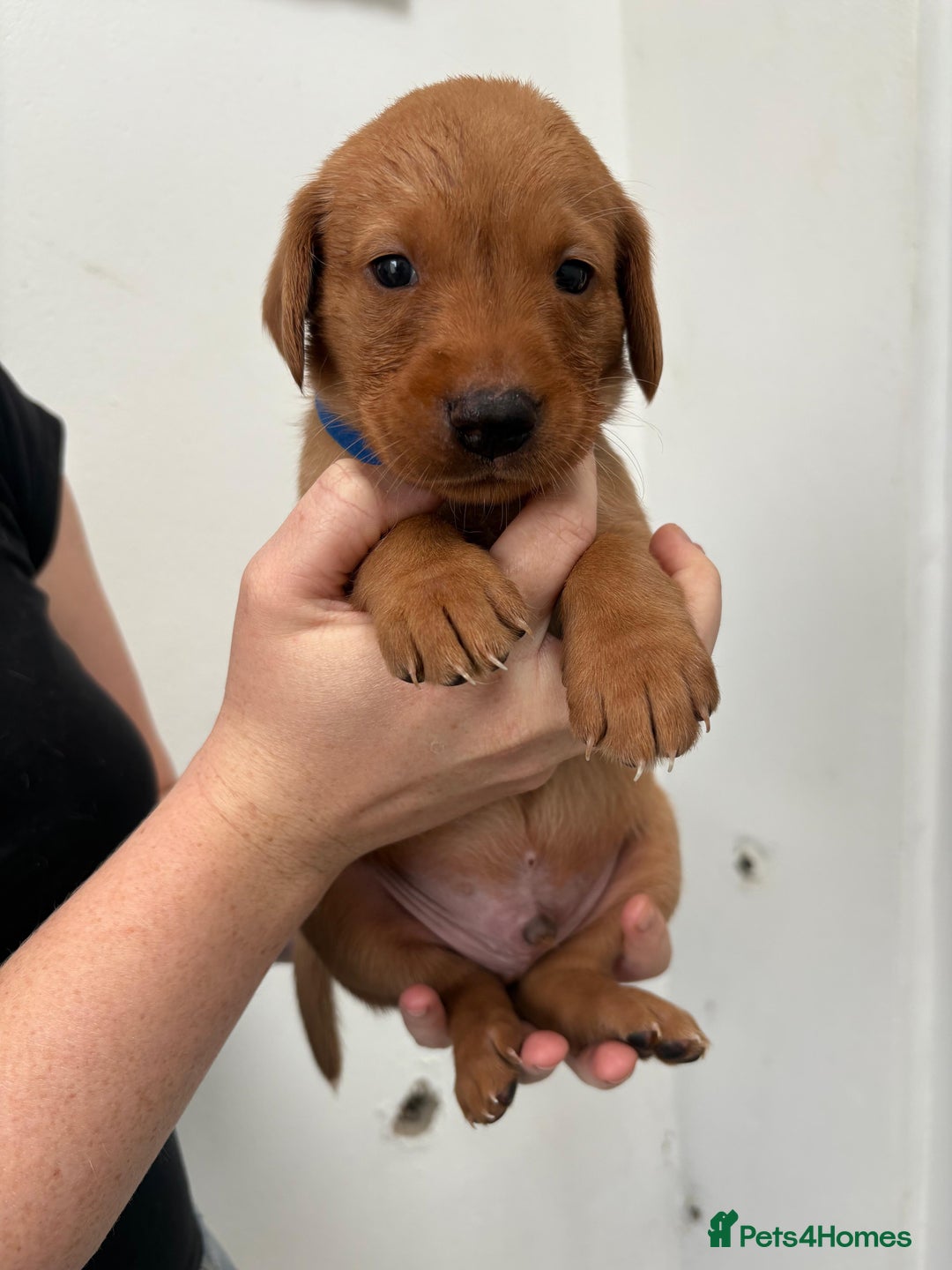 Labrador Retriever dogs for sale: KC Reg Fox red labrador litter of 6 dogs 4 bitches - Advert 22