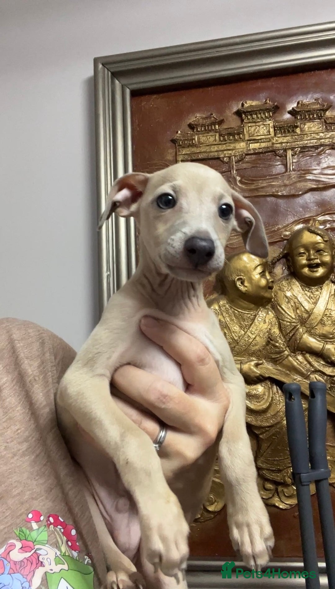 Italian Greyhound dogs for sale: Stunning Pedigree Italian Greyhounds Cream & Fawn  - Image 7