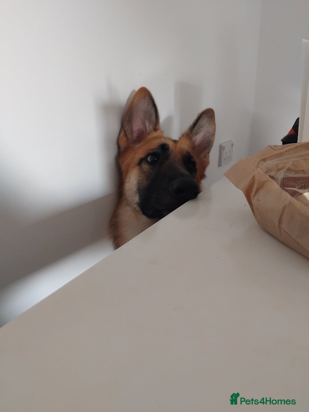 German Shepherd dogs for stud: Ragnar the German Shepherd stud - Advert 16