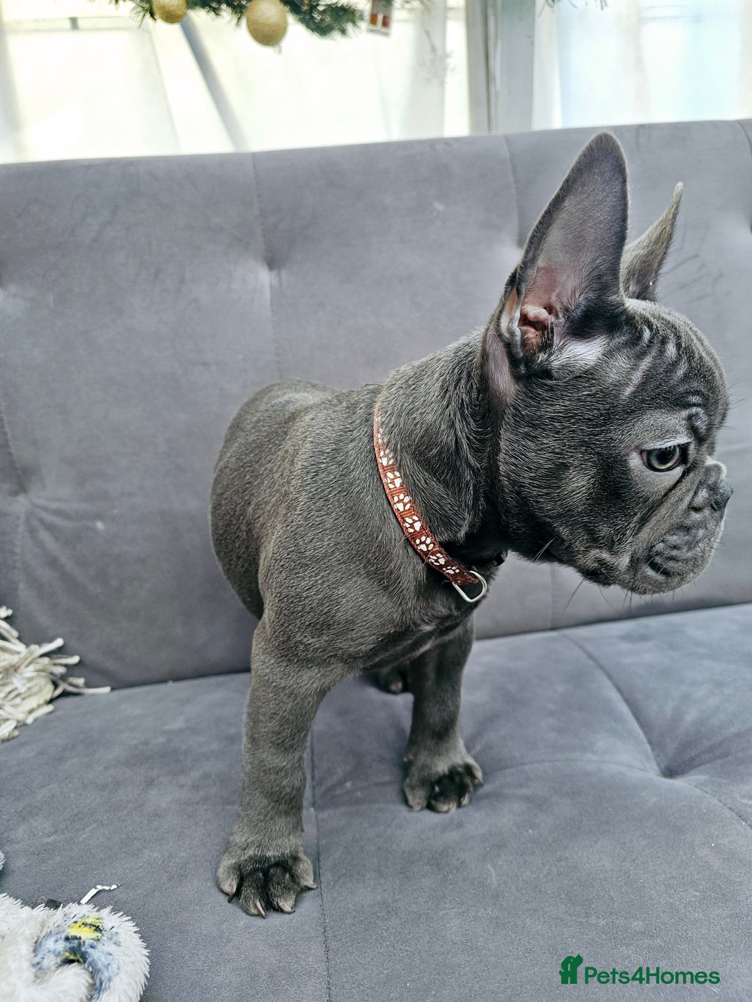 French Bulldog dogs for sale: French bulldog puppies  - Advert 12
