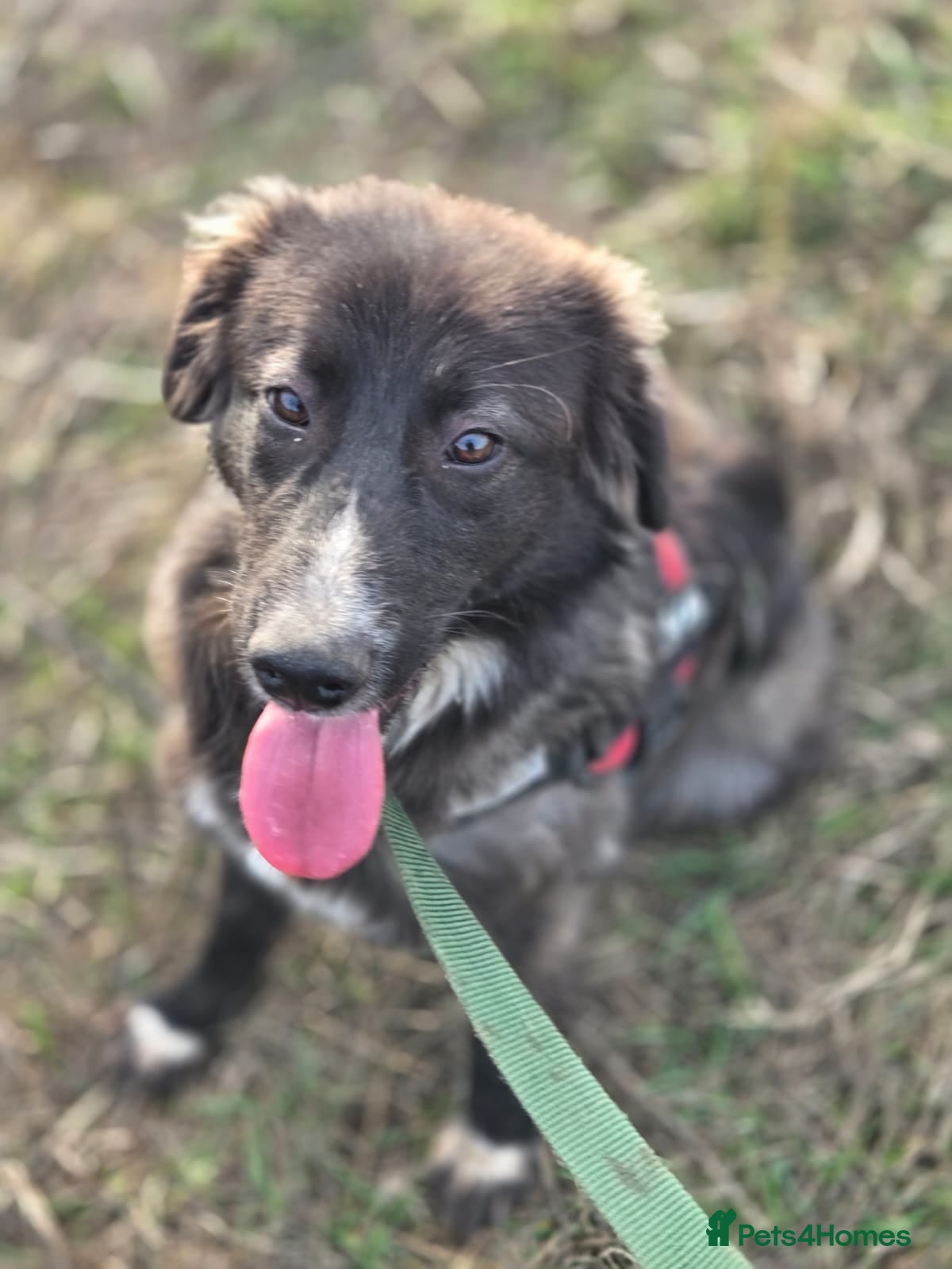 Mixed Breed dogs 🐾 BELLA – A Brave Heart Ready to Love Again 💛 - Advert 10