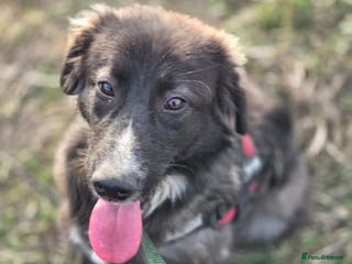 Mixed Breed dogs 🐾 BELLA – A Brave Heart Ready to Love Again 💛 - Advert 1