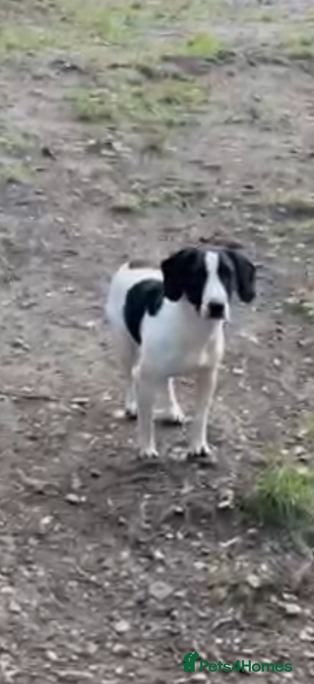 Mixed Breed dogs for sale: Docker puppies for sale  - Advert 4