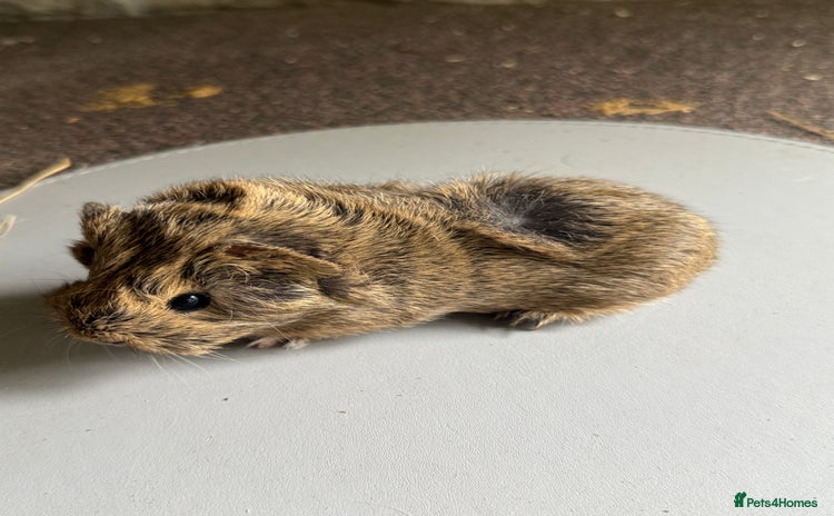 Guinea Pig rodents - Advert 1