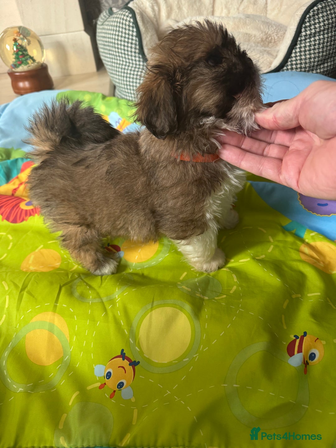 Lhasa Apso dogs for sale: KC reg female Lhasa apso puppy PRA clear  - Advert 13