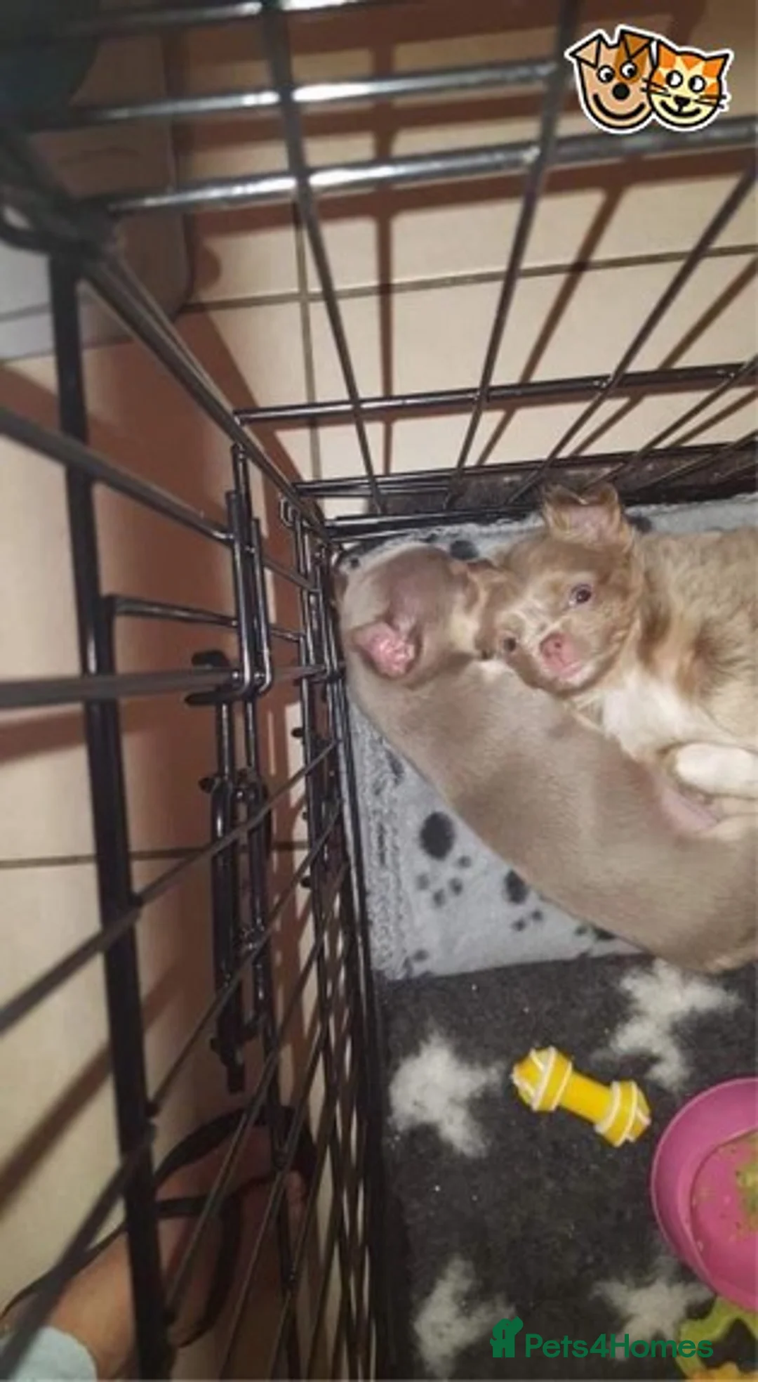 Chihuahua dogs for stud: Lilac and tan Russian import stud dog DNA tested in Rotherham - Advert 18