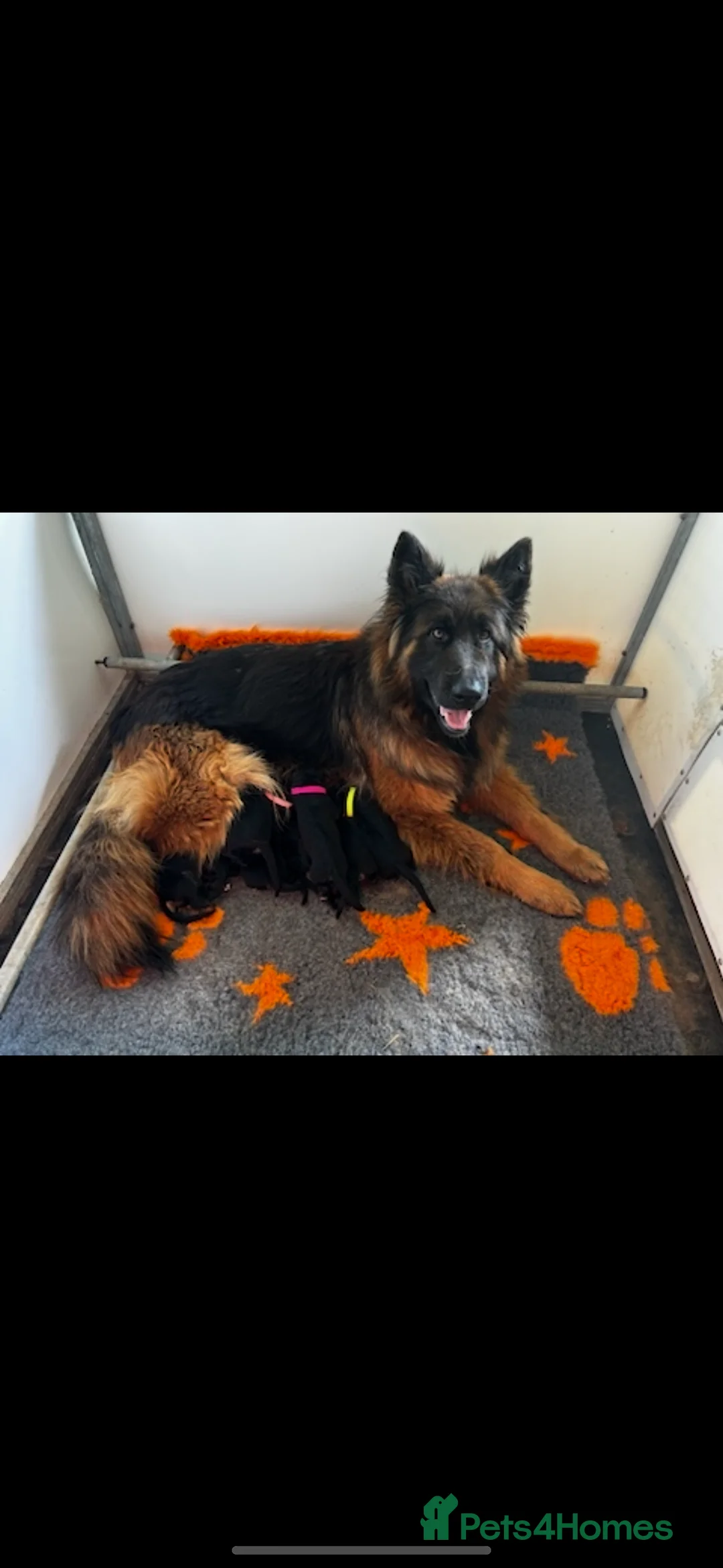 Mixed Breed dogs for sale: ⭐️ golden shepherd ⭐️ - Advert 2