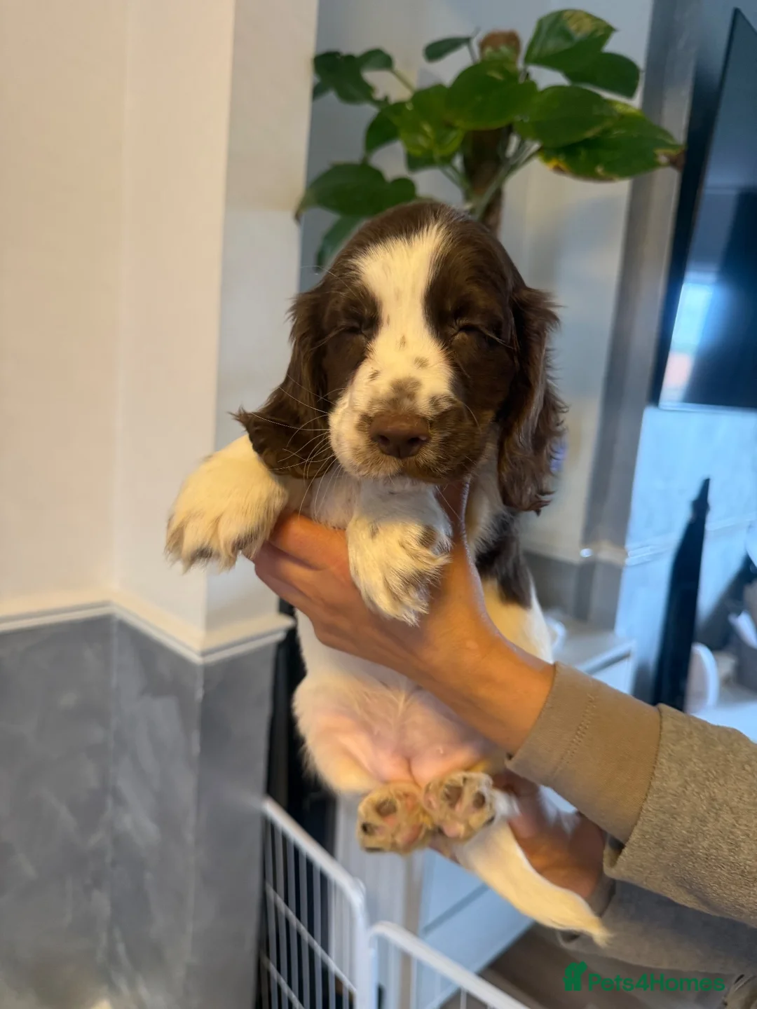Cocker Spaniel dogs for sale: Beautiful show type cocker spaniel puppies in Worksop - Advert 7