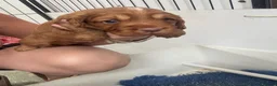 Cocker Spaniel dogs for sale: Working Cocker Spaniel Puppies - Advert 11