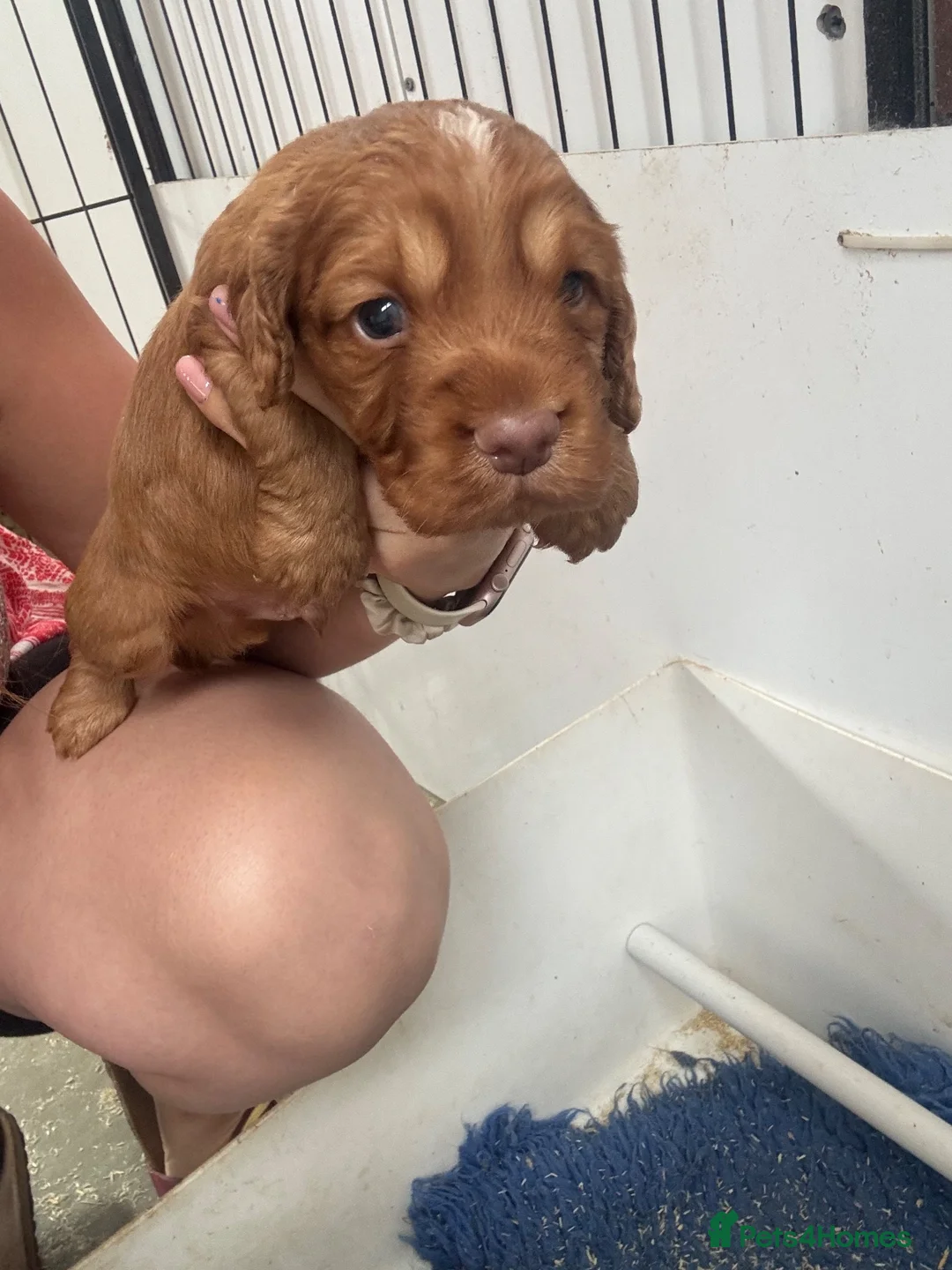 Cocker Spaniel dogs for sale: Working Cocker Spaniel Puppies - Advert 11