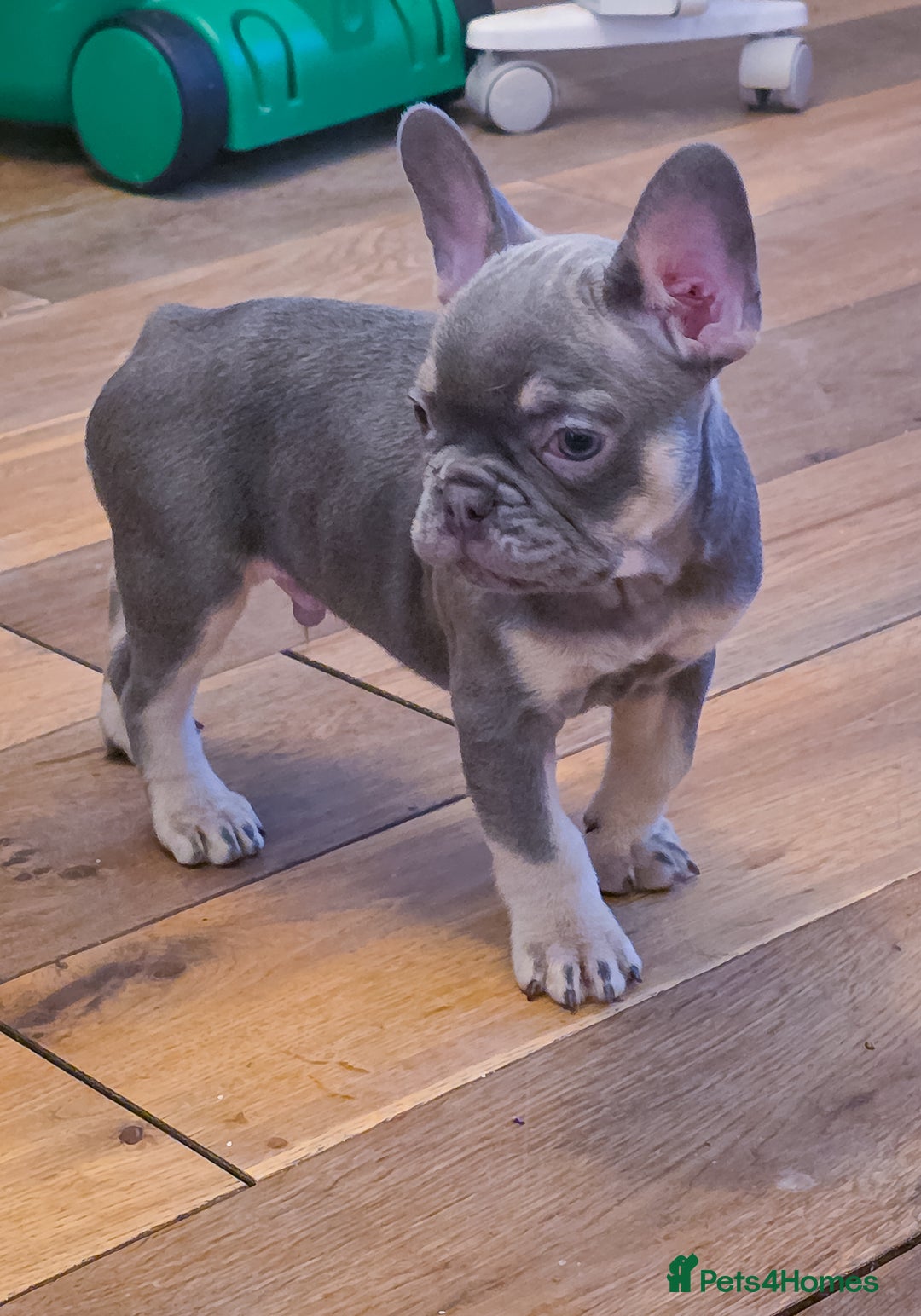 French Bulldog dogs for sale: 🐾 Exceptional French Bulldog Puppies Available 🐾 - Advert 4