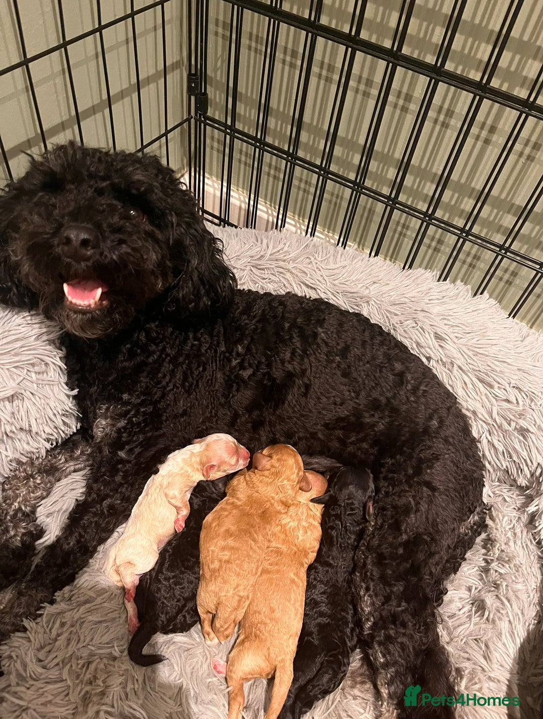 Cavapoo dogs for sale: Gorgeous Golden Cavapoo  - Advert 1