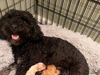 Cavapoo dogs Gorgeous Golden Cavapoo - Advert 1