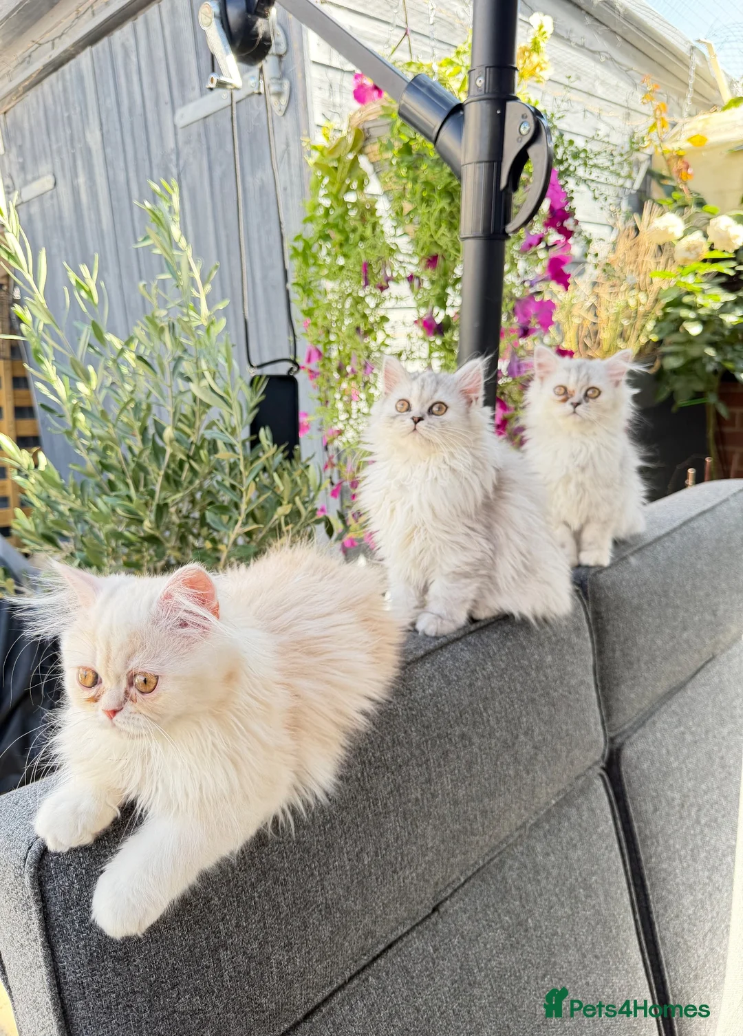 Persian cats for sale: Beautiful Persian Kittens Available forLovingHomes - Advert 28