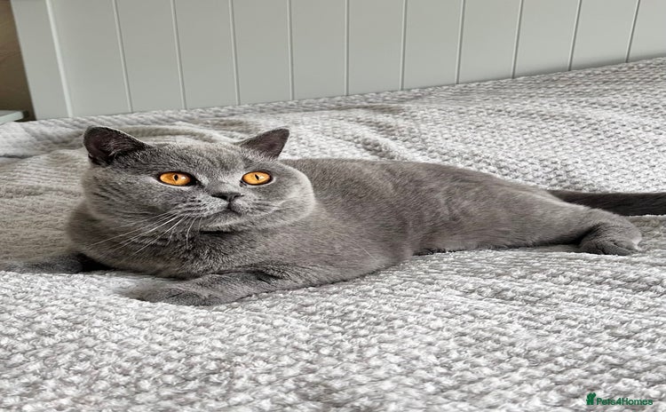British Shorthair cats - Advert 12