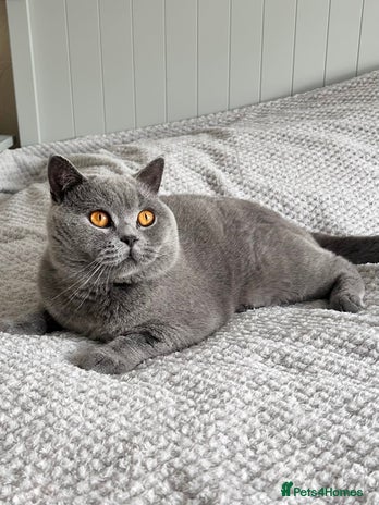 British Shorthair cats - Advert 11