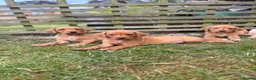 Labrador Retriever dogs for sale: Yellow / Fox Red KC Registered Labrador Puppies - Advert 1