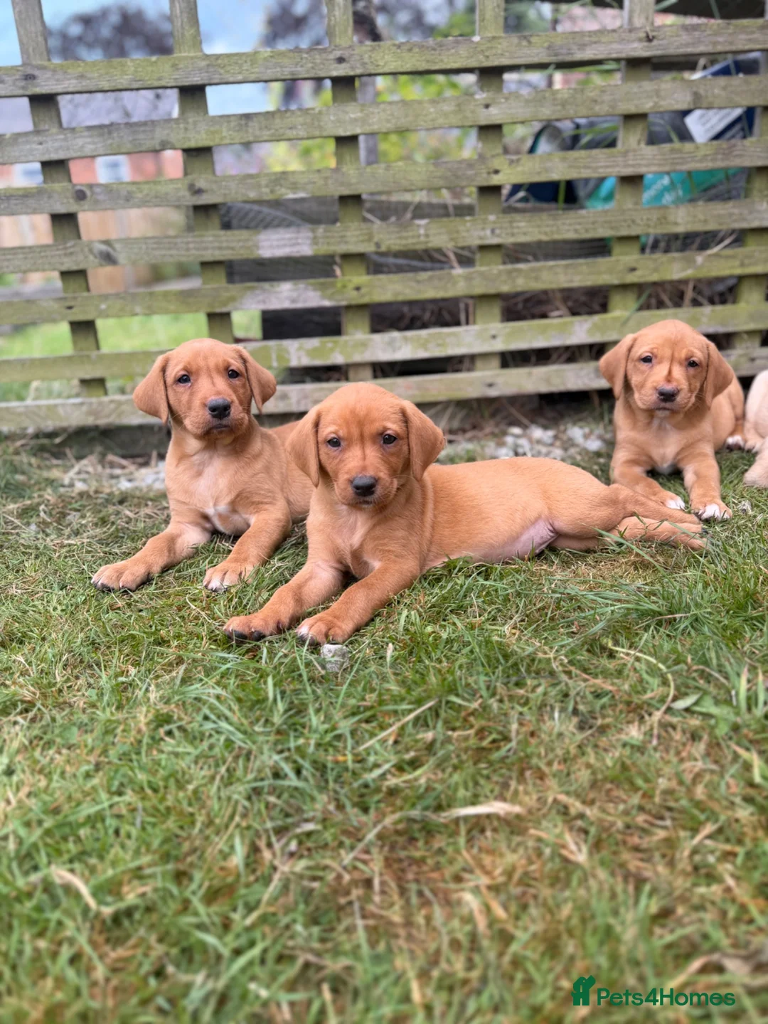 Labrador Retriever dogs for sale: Yellow / Fox Red KC Registered Labrador Puppies - Advert 1