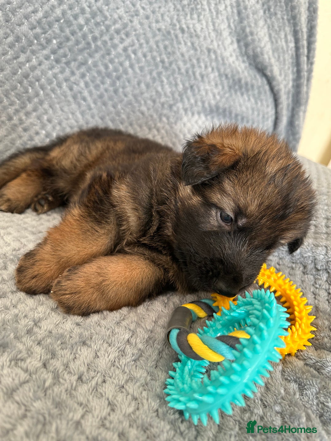 German Shepherd dogs for sale: K/C Registered German Shepherd Puppies  - Image 25