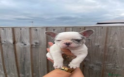 French Bulldog dogs for sale: Beautiful French bulldogs  - Image 10