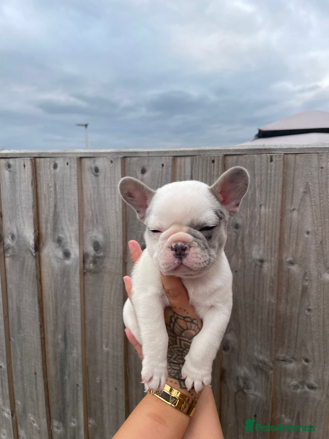 French Bulldog dogs for sale: Beautiful French bulldogs  - Image 10