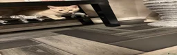 Scottish Fold cats for sale: Beautiful Scottish straights READY NOW  - Advert 28