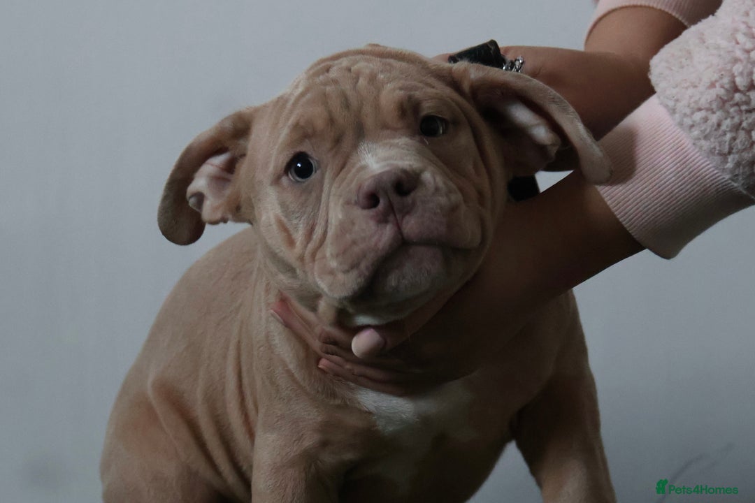 American Bully dogs for sale: Micro American bully puppies  - Advert 11
