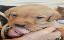 Labrador Retriever dogs for sale: Fantastic working bloodline kc labradors! - Image 6