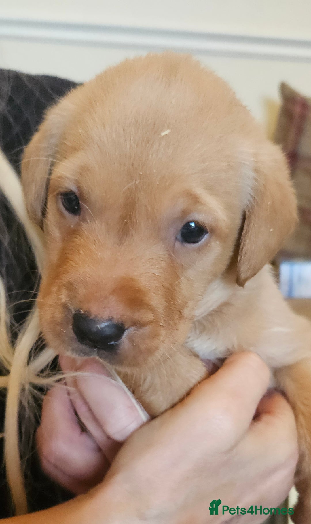 Labrador Retriever dogs for sale: Fantastic working bloodline kc labradors! - Image 6
