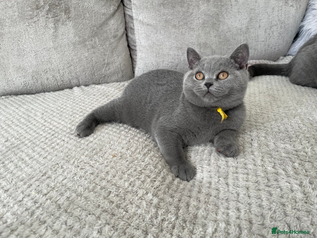 British Shorthair cats for sale: 🔥💗 GCCF FEMALE BRITISH SHORTHAIR KITTENS  - Image 10