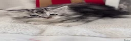 Maine Coon cats for sale: Gorgeous Pedigree Maine Coon Kittens GrCh Parents - Advert 15