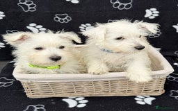 West Highland Terrier dogs for sale: West White Highland Terrier - KC registered  - Image 2