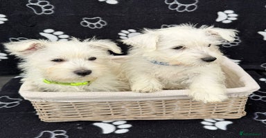 West Highland Terrier dogs - Advert 6