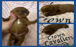Cavapoo dogs for sale: F1 RED CAVAPOOS LICENSED KC HEALTH TESTED PARENTS  - Image 14