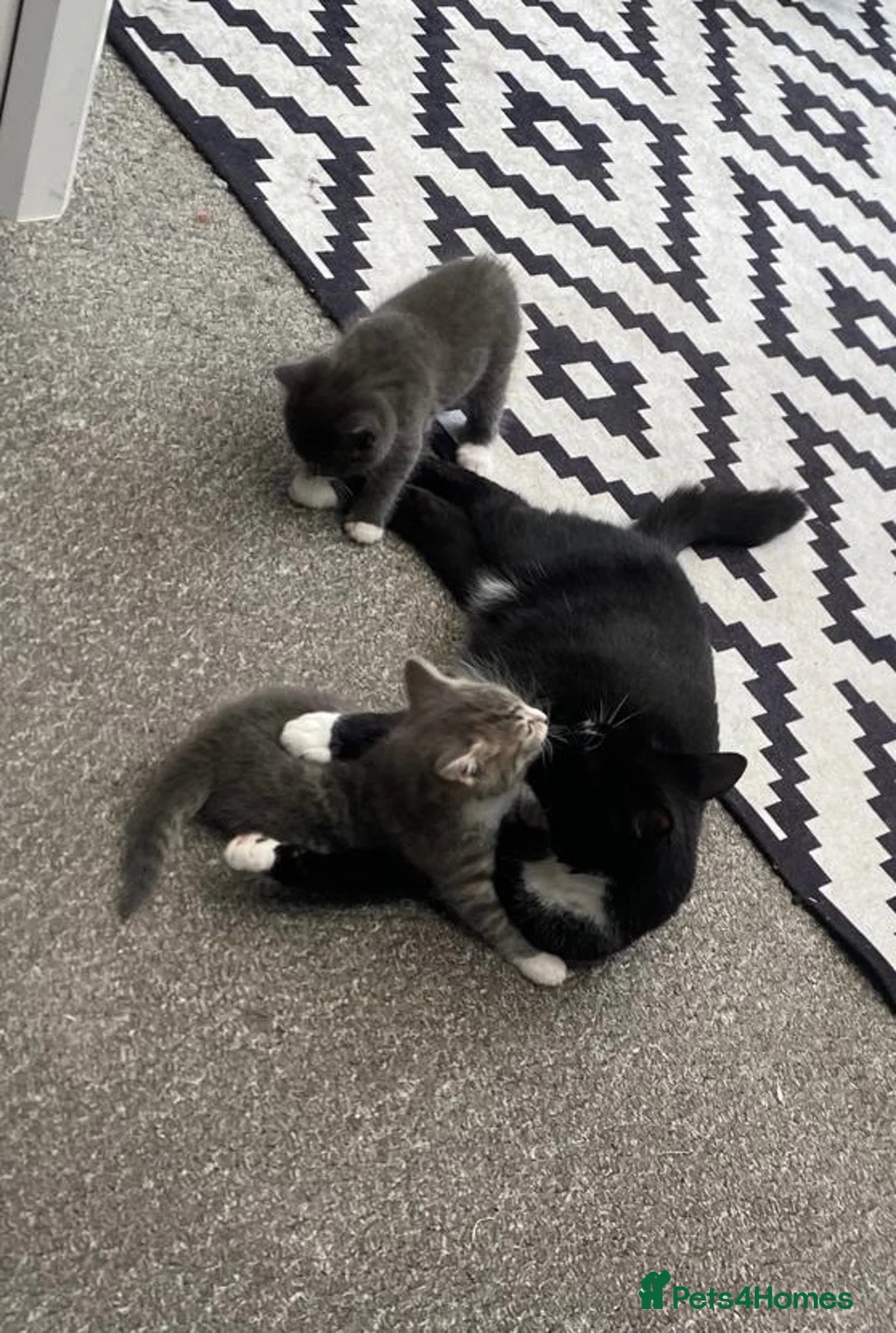 Mixed Breed cats for sale: Grey Male kitten  - Advert 1