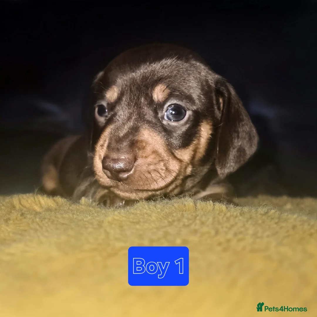 Miniature Dachshund dogs for sale: Kc Smooth hair dachsund - Advert 2