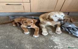 Goldador dogs for sale: 2 beautiful golden retriever cross Lab puppies - Image 6