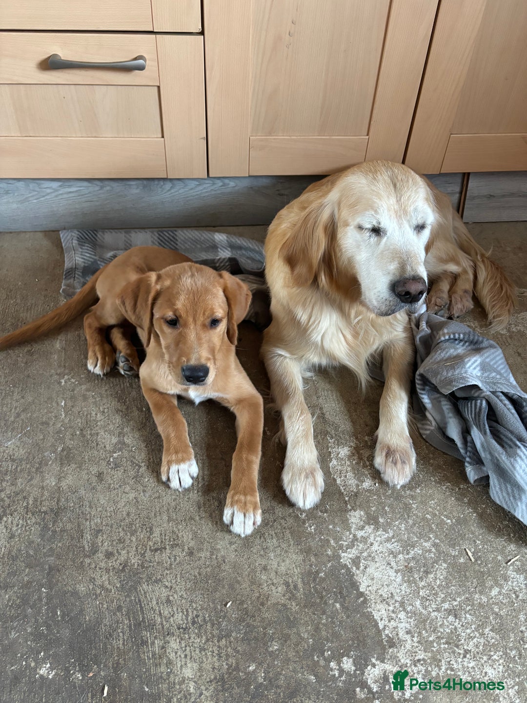 Goldador dogs for sale: 2 beautiful golden retriever cross Lab puppies - Image 6