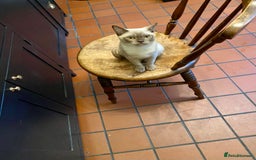 Burmese cats for sale: Chocolate Burmese pedigree female  - Image 1