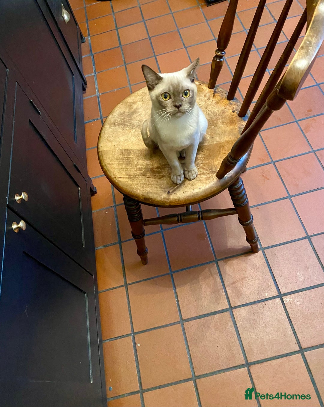 Burmese cats for sale: Chocolate Burmese pedigree female  - Image 1