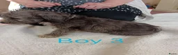 Norfolk Terrier dogs for sale: Norfolk Terrier Puppies - Advert 19