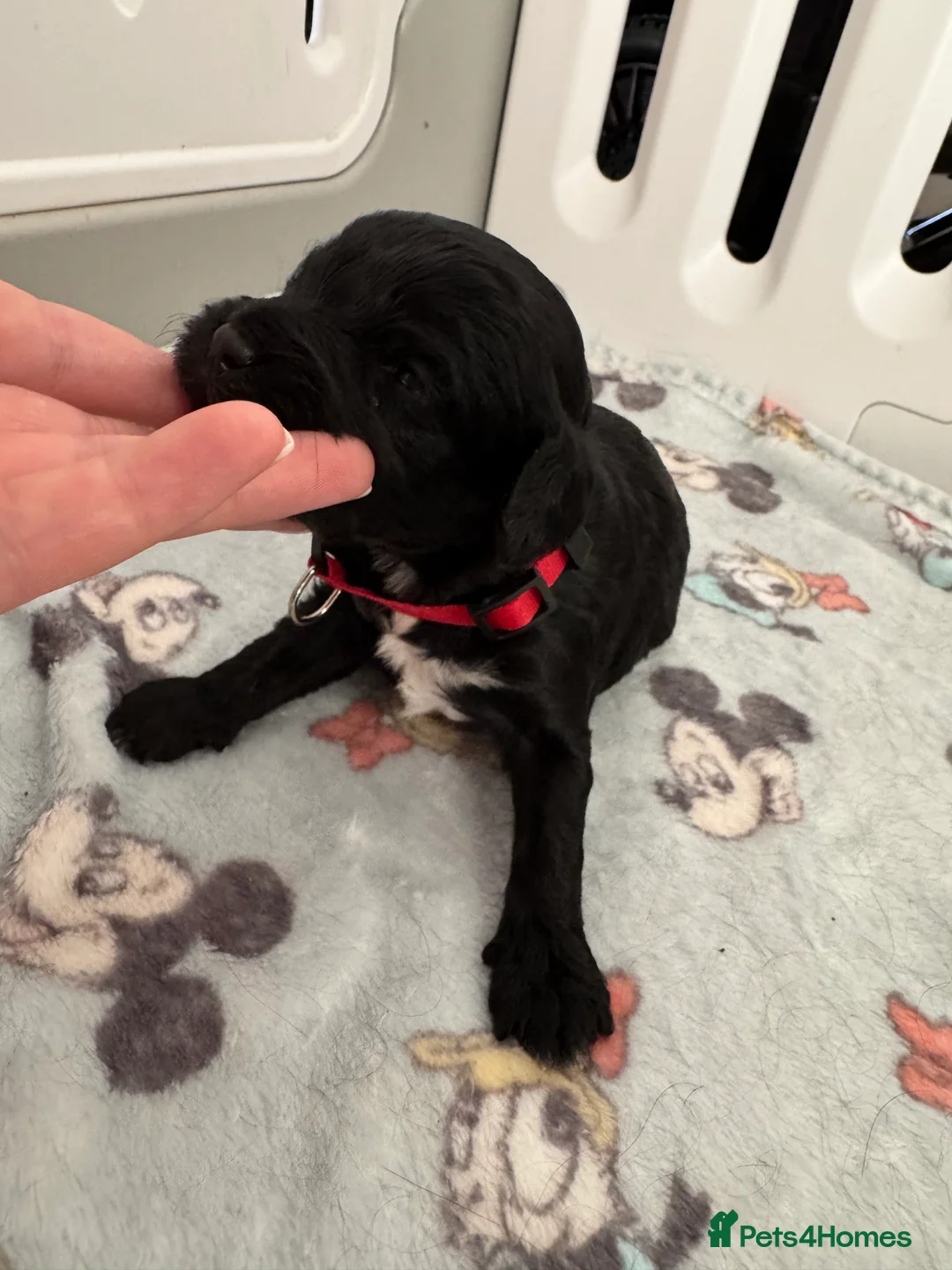 Cavapoo dogs for sale: A stunning litter of 7 little Cavapoo’s - Advert 7