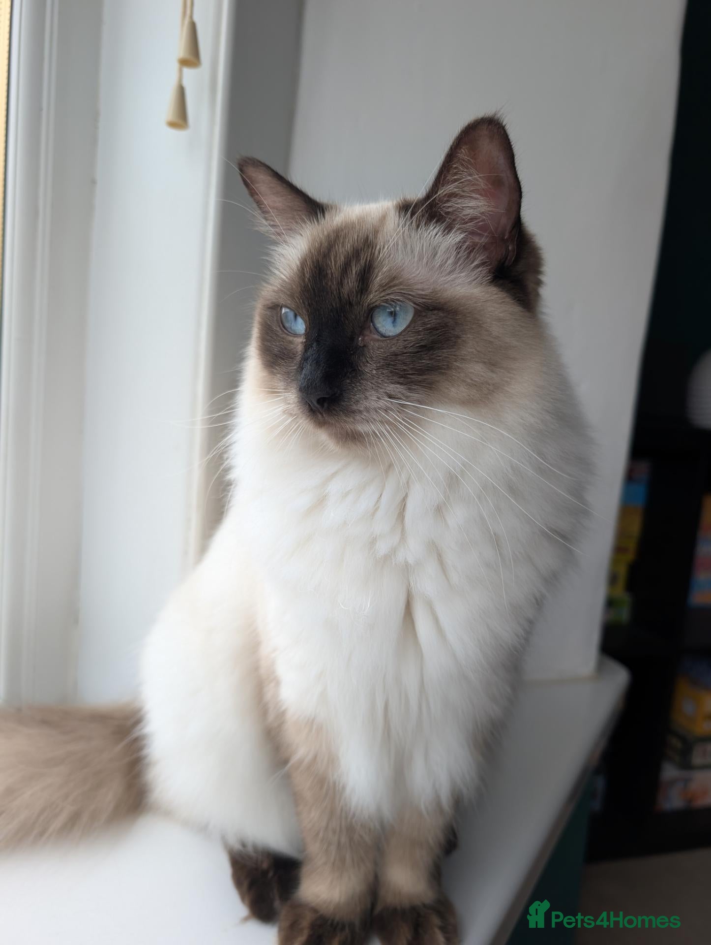 Ragdoll cats Female Ragdoll Cat For Rehoming - Advert 4