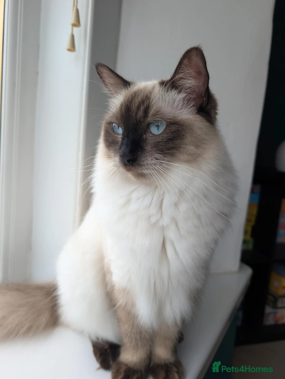 Ragdoll cats for sale: Female Ragdoll Cat For Rehoming - Advert 1