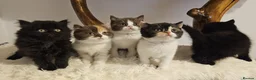 British Shorthair cats for sale: Tica British Shorthair & Longhair Champion Lines in Wigan - Advert 3