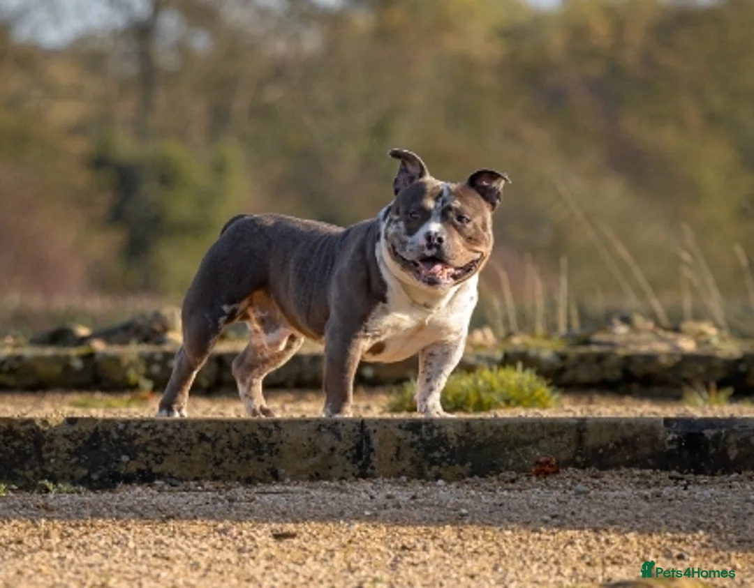 American Bully dogs for stud: ABKC POCKET BULLY STUD - Advert 2