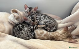 Bengal cats for sale: Female Bengal kitten available now - Image 21