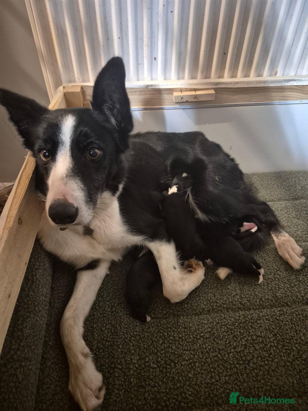 Sprollie dogs for sale: Sprollie puppies - Advert 1